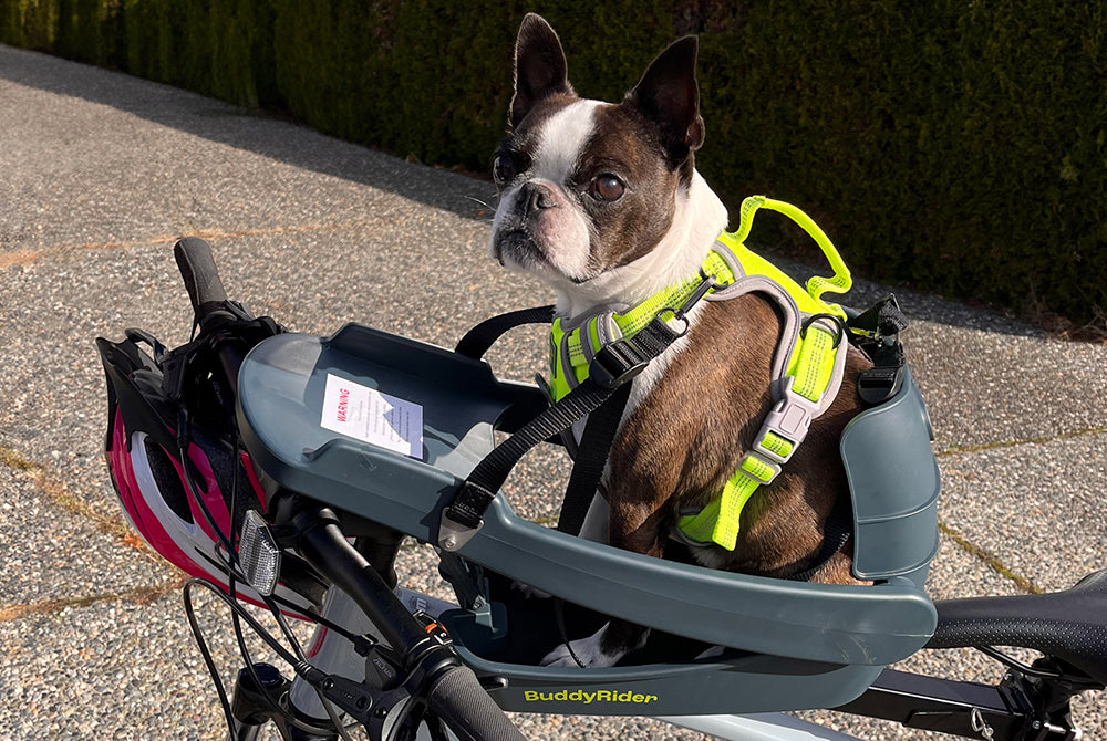 Buddyrider dog bike sale seat